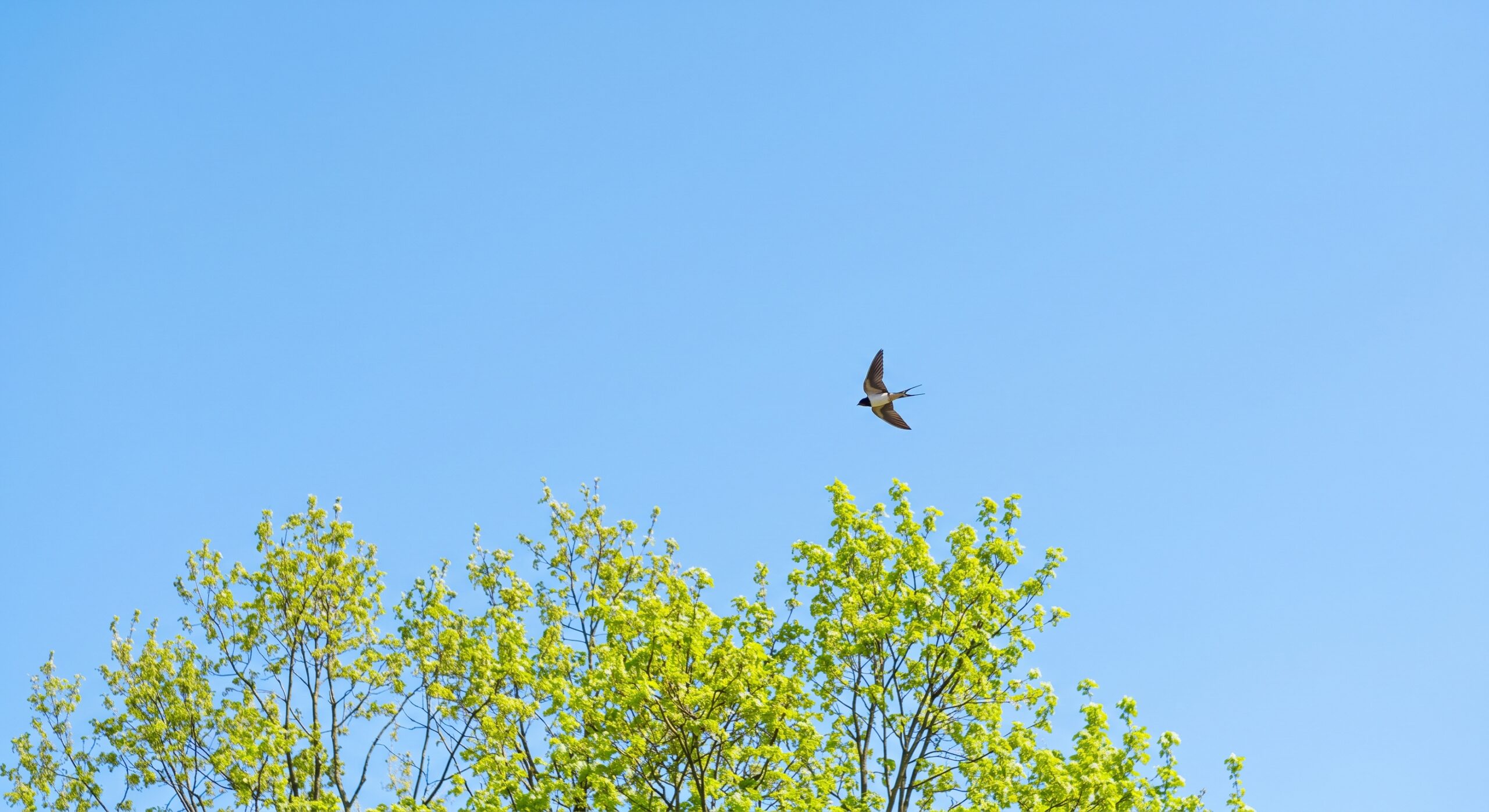 若葉が芽吹く木々の上をつばめが飛び交う晴れた春の空